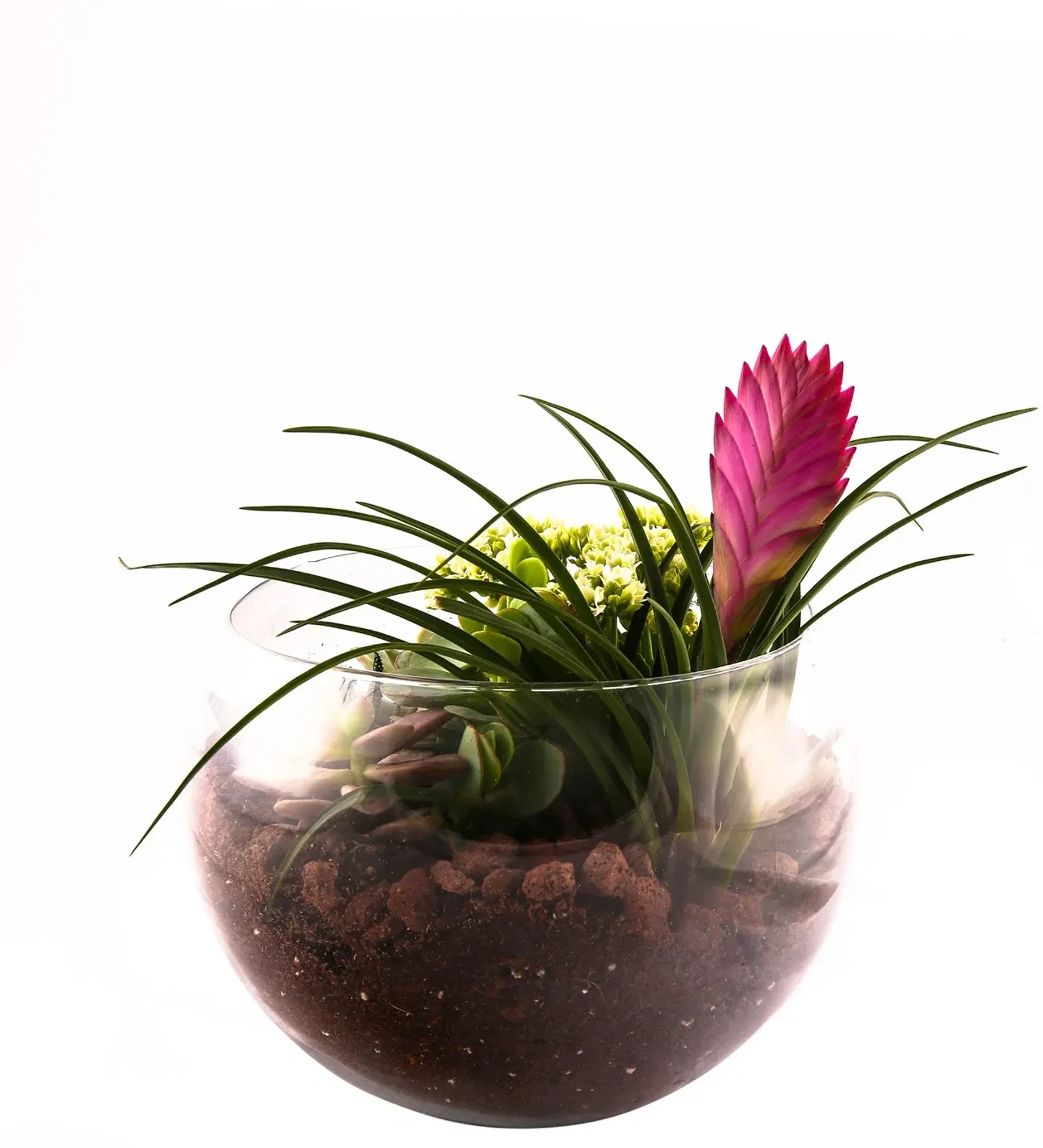 Small Botanical