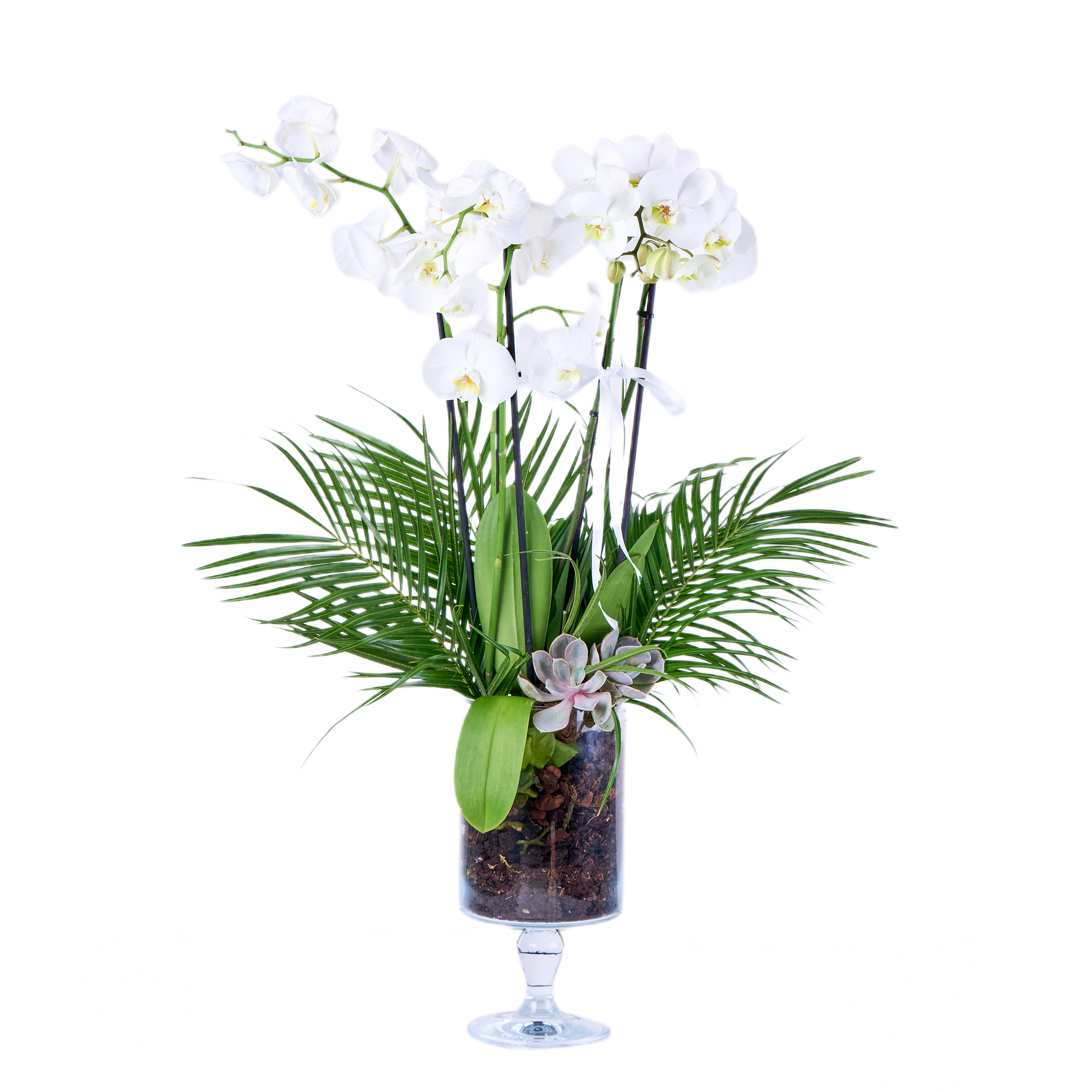 Premium 4 Dallı Beyaz Orkide - 8