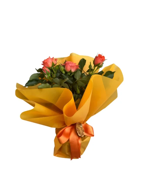 Turuncu Gül Fidanı