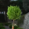 Saksılı Top Limon Servi - 2