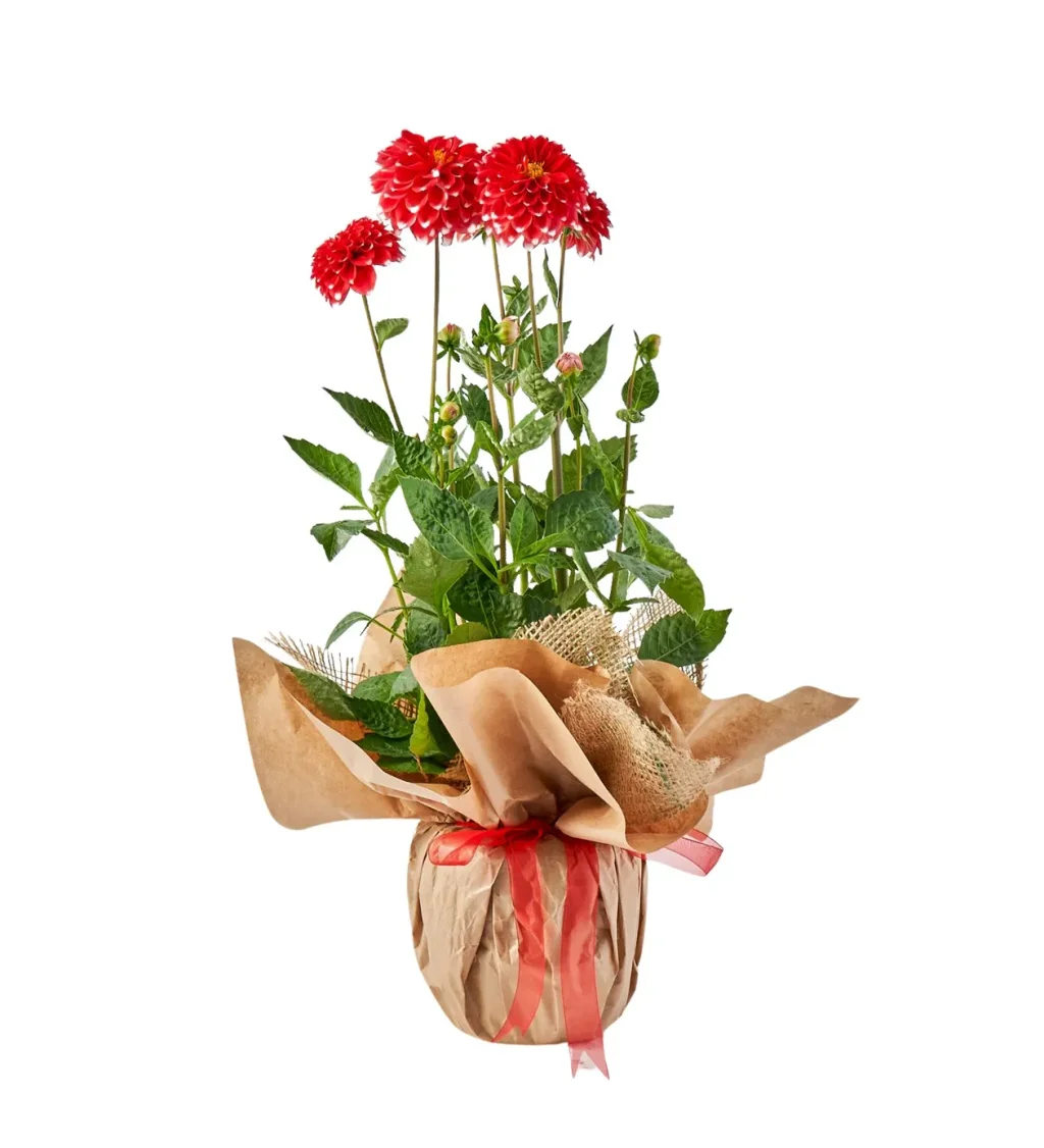 Saksıda Kırmızı Yıldız Çiçeği