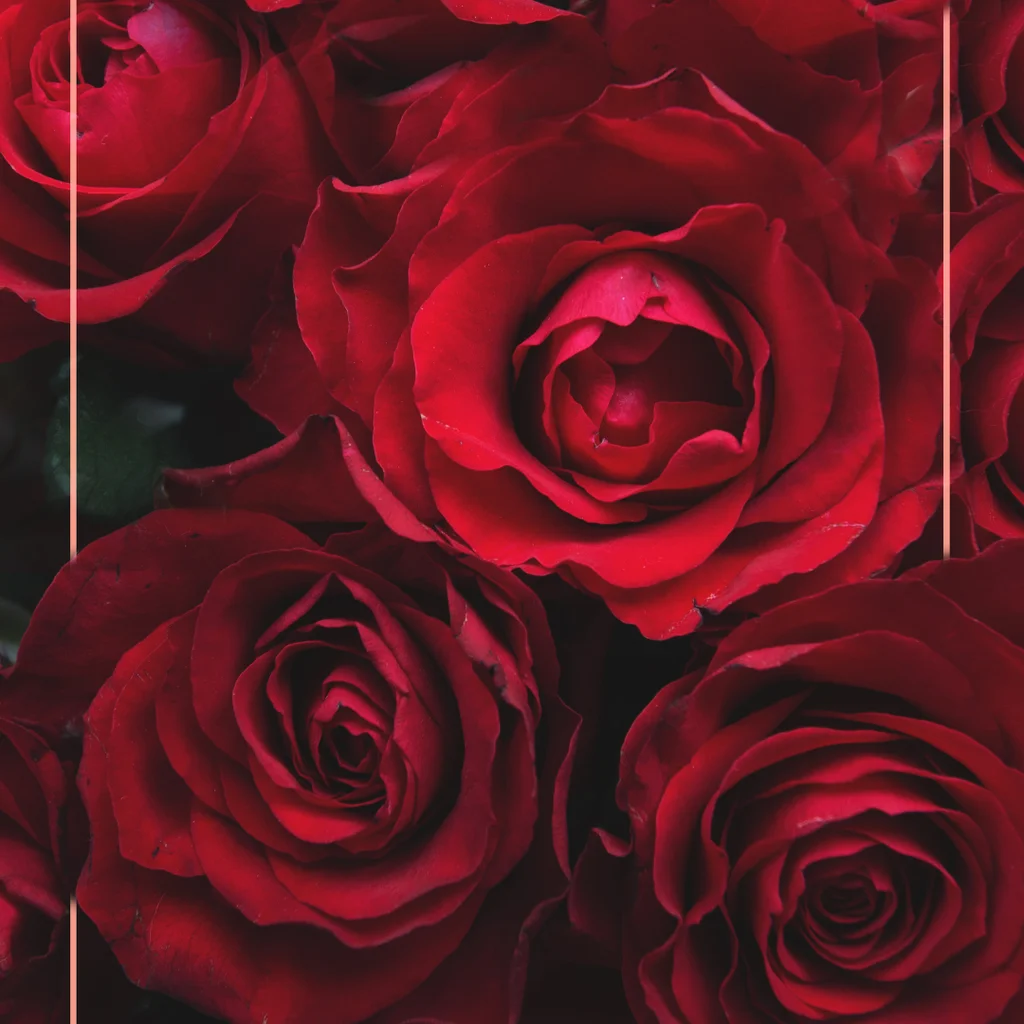 Solmayan Gül Nedir?