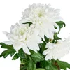 Pure White Kasımpatı - 3