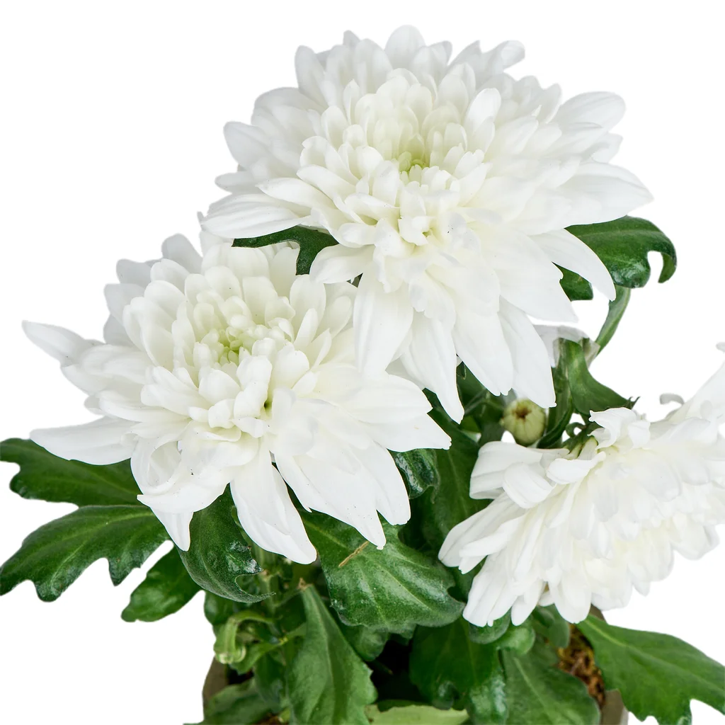 Pure White Kasımpatı - 4