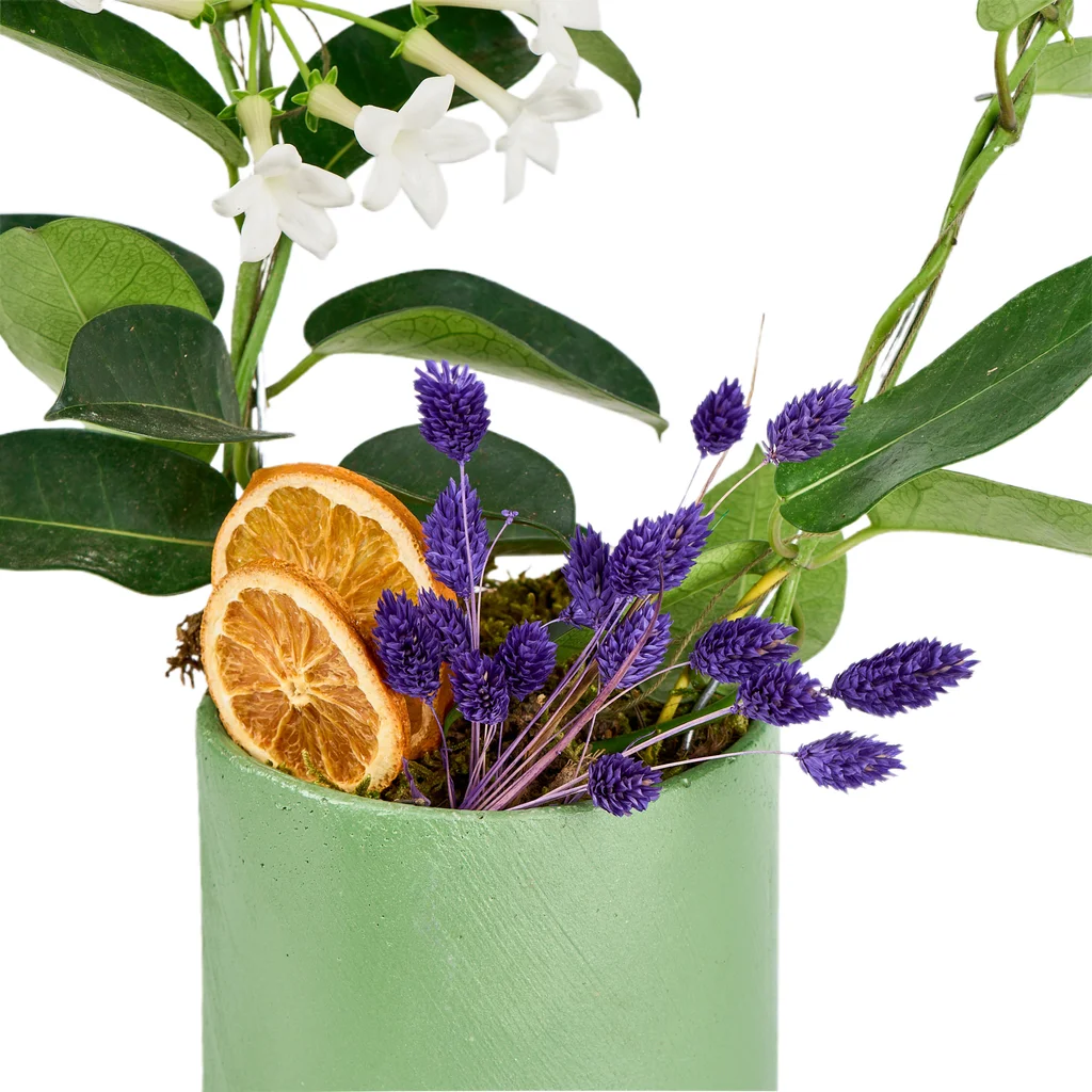 Saksılı Madagaskar Yasemini - 4