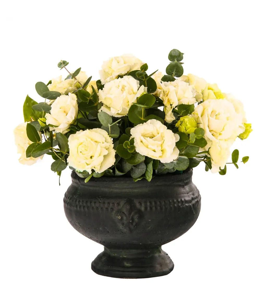 Timeless Lisyantus Beauty