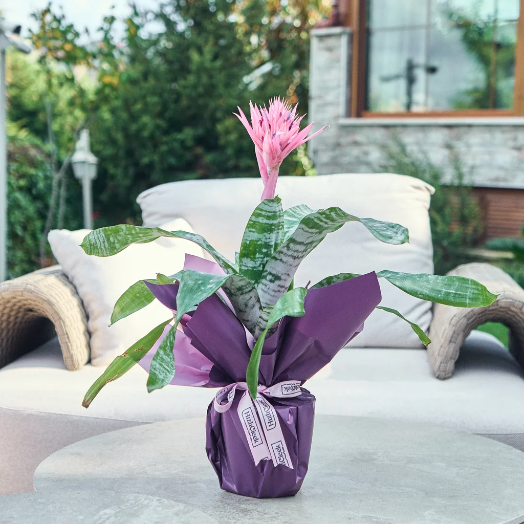 Kupa Çiçeği (Eşmeya)