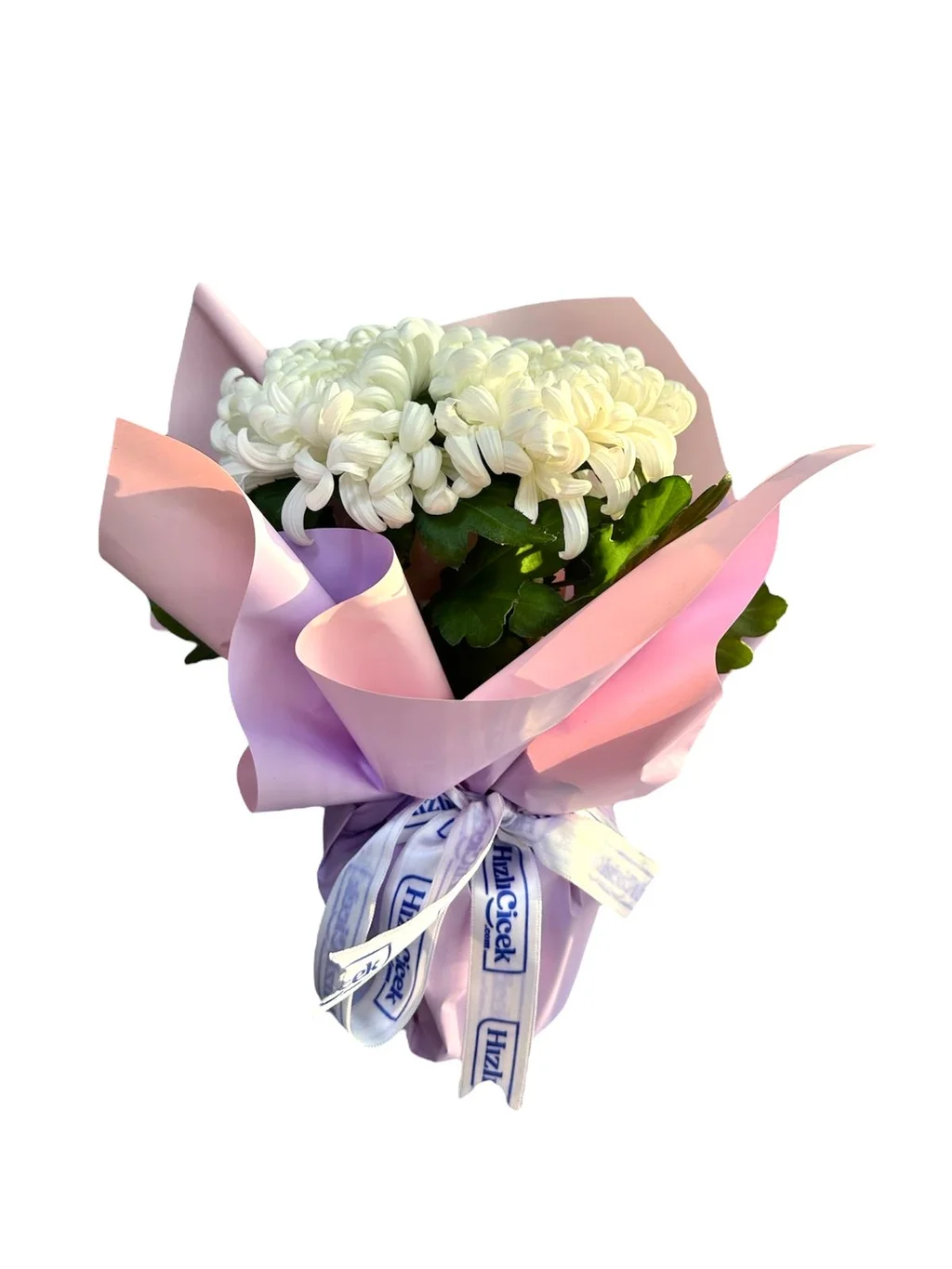 Saksıda Beyaz Kasımpatı