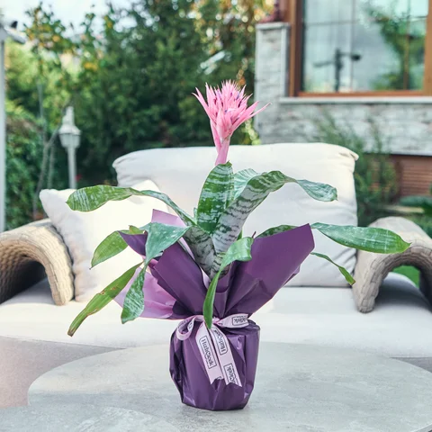 Kupa Çiçeği (Eşmeya)