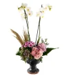 Premium Sense Orkide