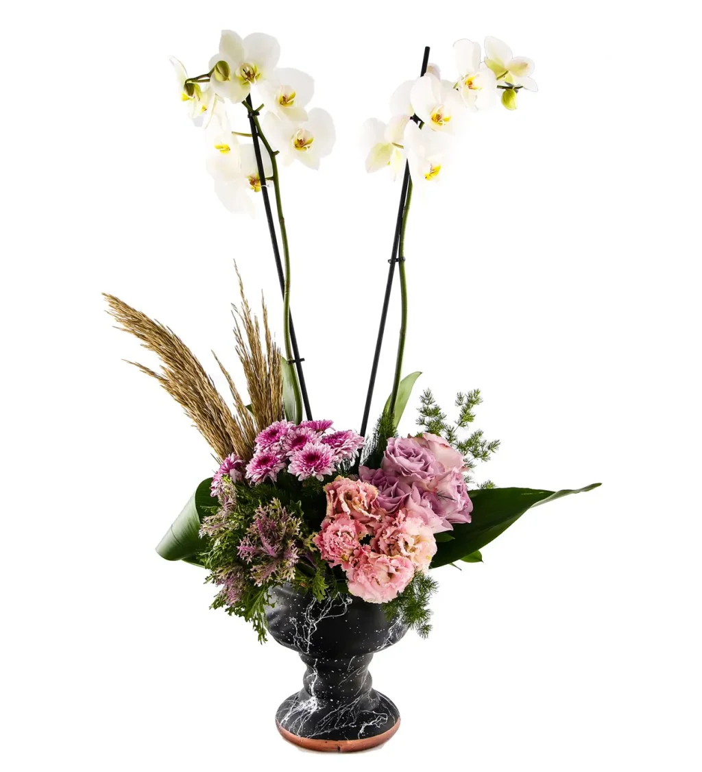 Premium Sense Orkide