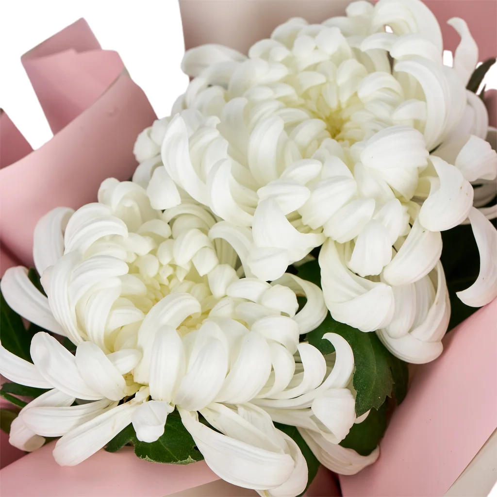 Saksıda Beyaz Kasımpatı - 4