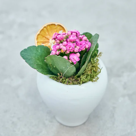 Vazoda Pembe Kalanchoe