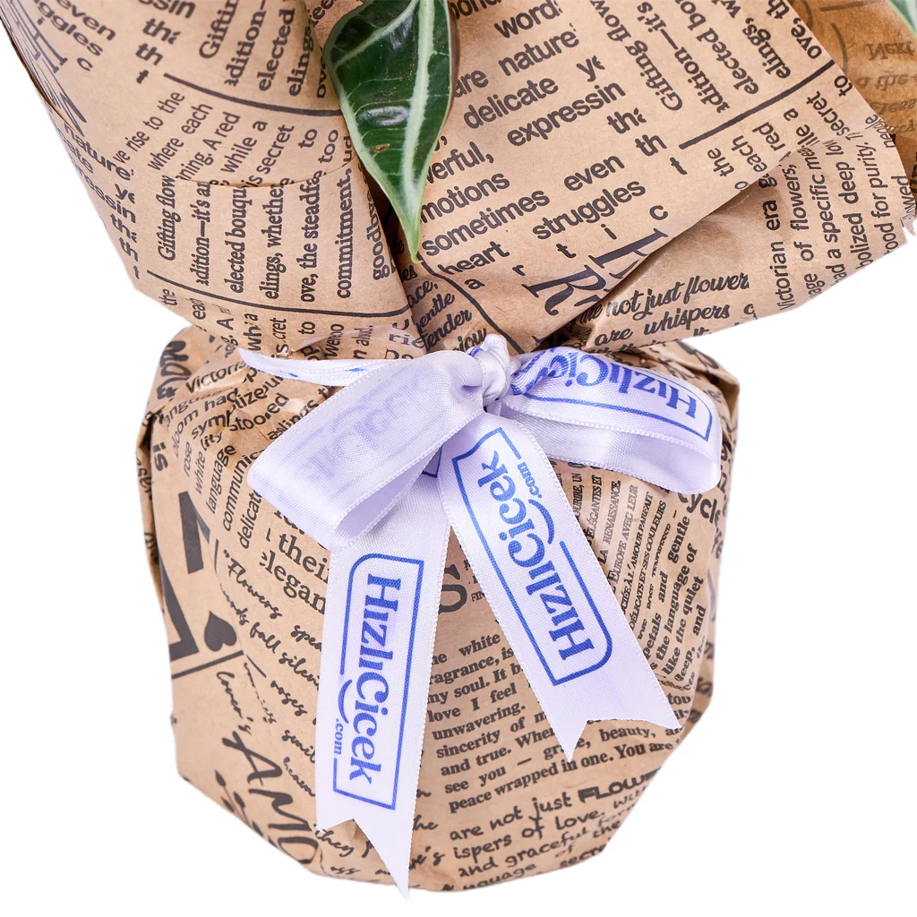 Fil Kulağı Bitkisi - 4