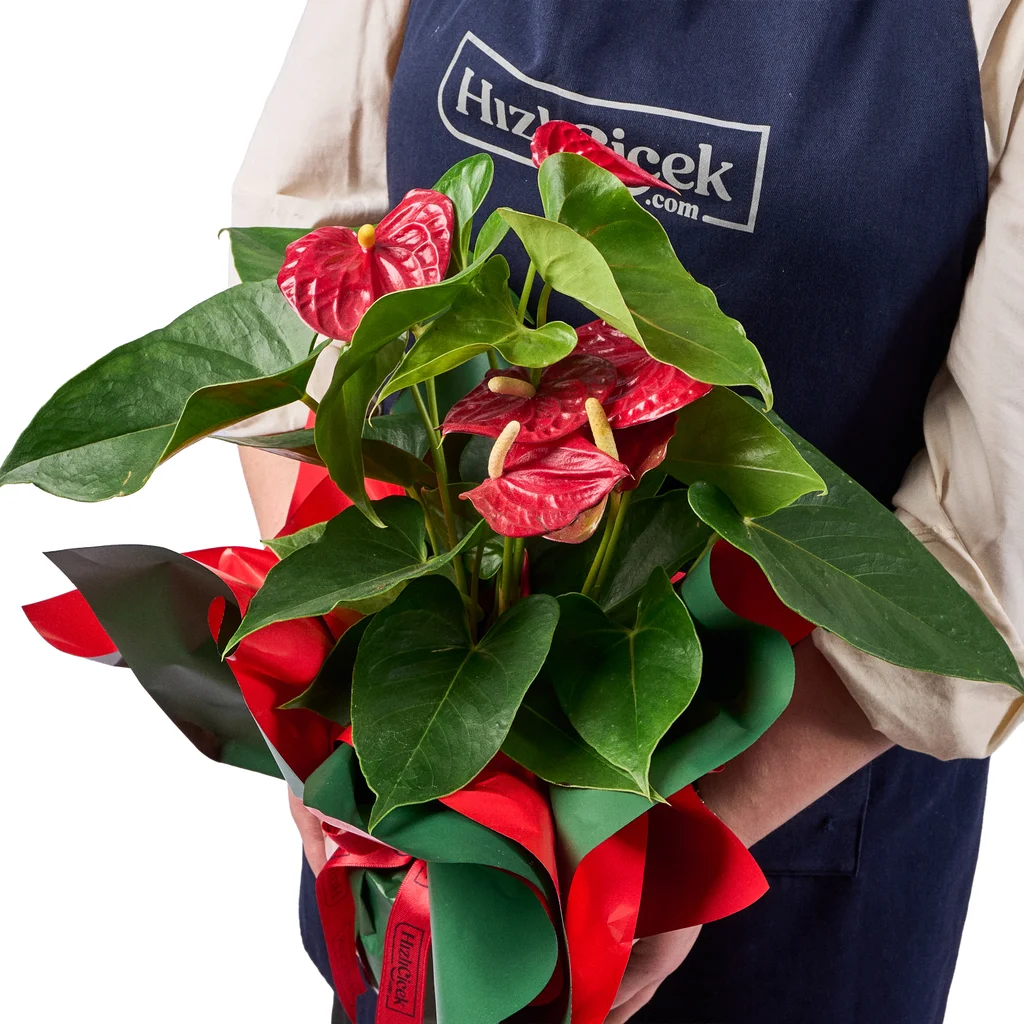 Kırmızı Antoryum - 4