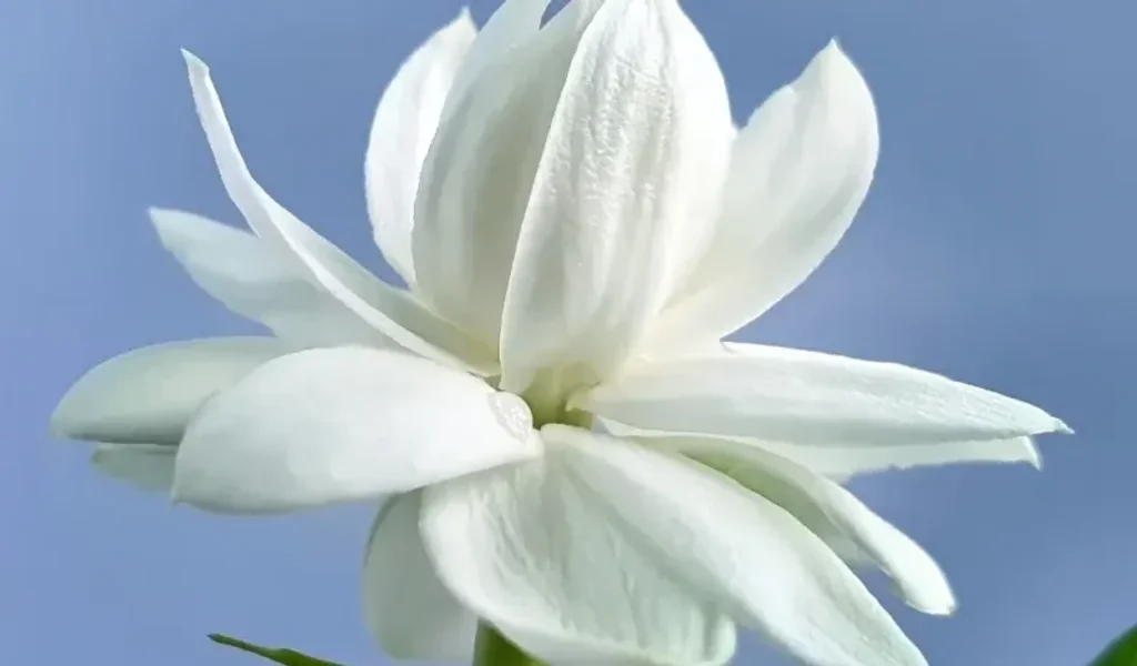 Ful Çiçeği: Hoş Kokunun Sembolü 