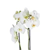 Double Sweet White Orkide - 2