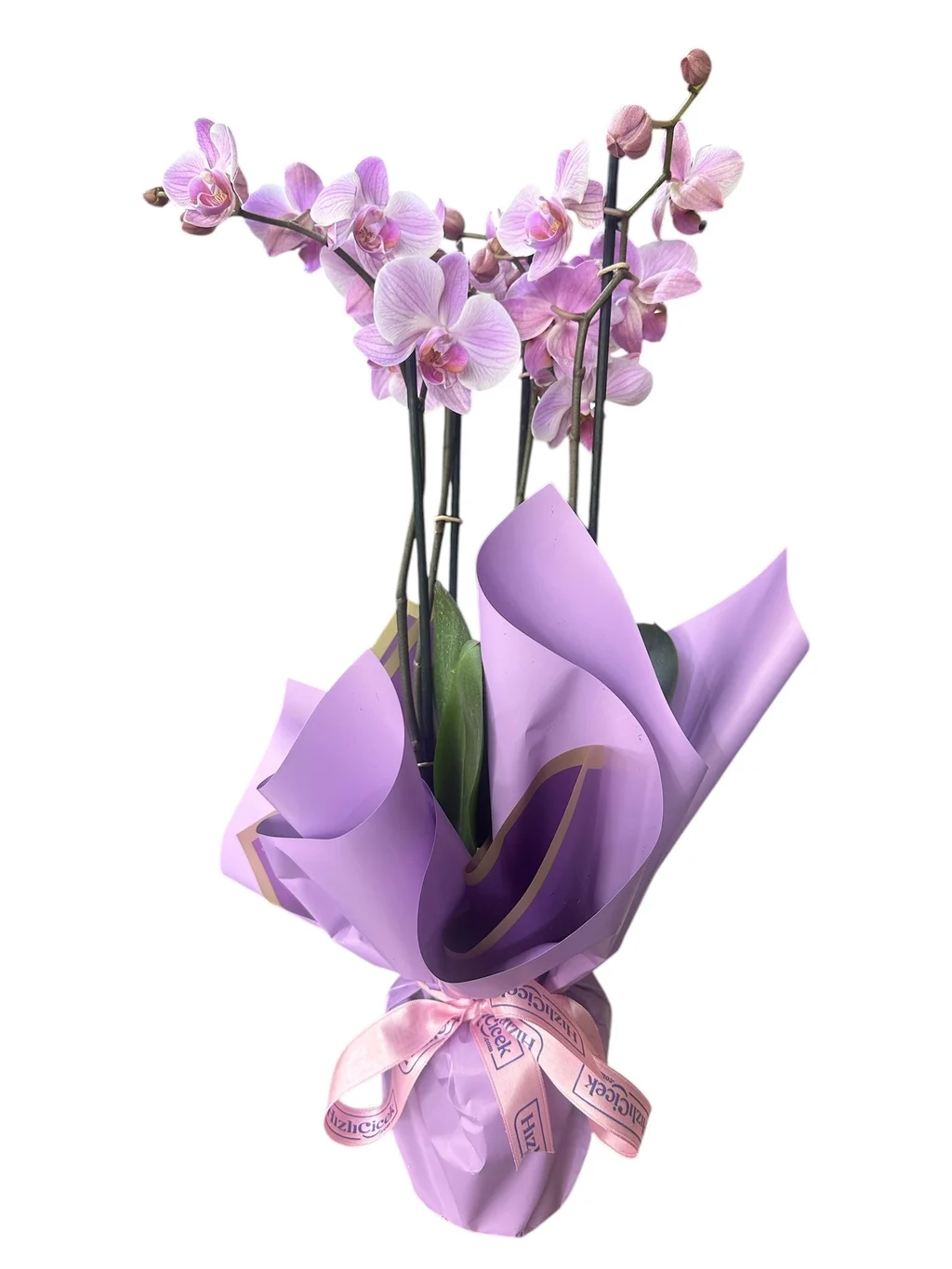 4 Dallı Lila Orkide
