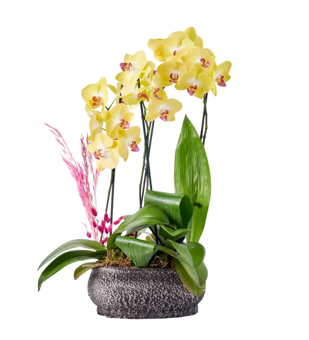 4 Dallı Sarı Orkide