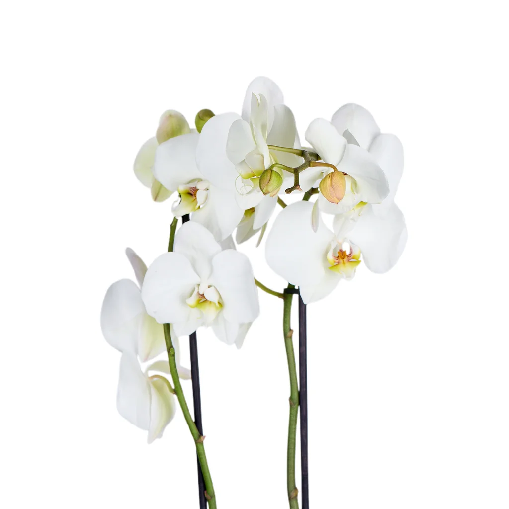 Double Sweet White Orkide - 3