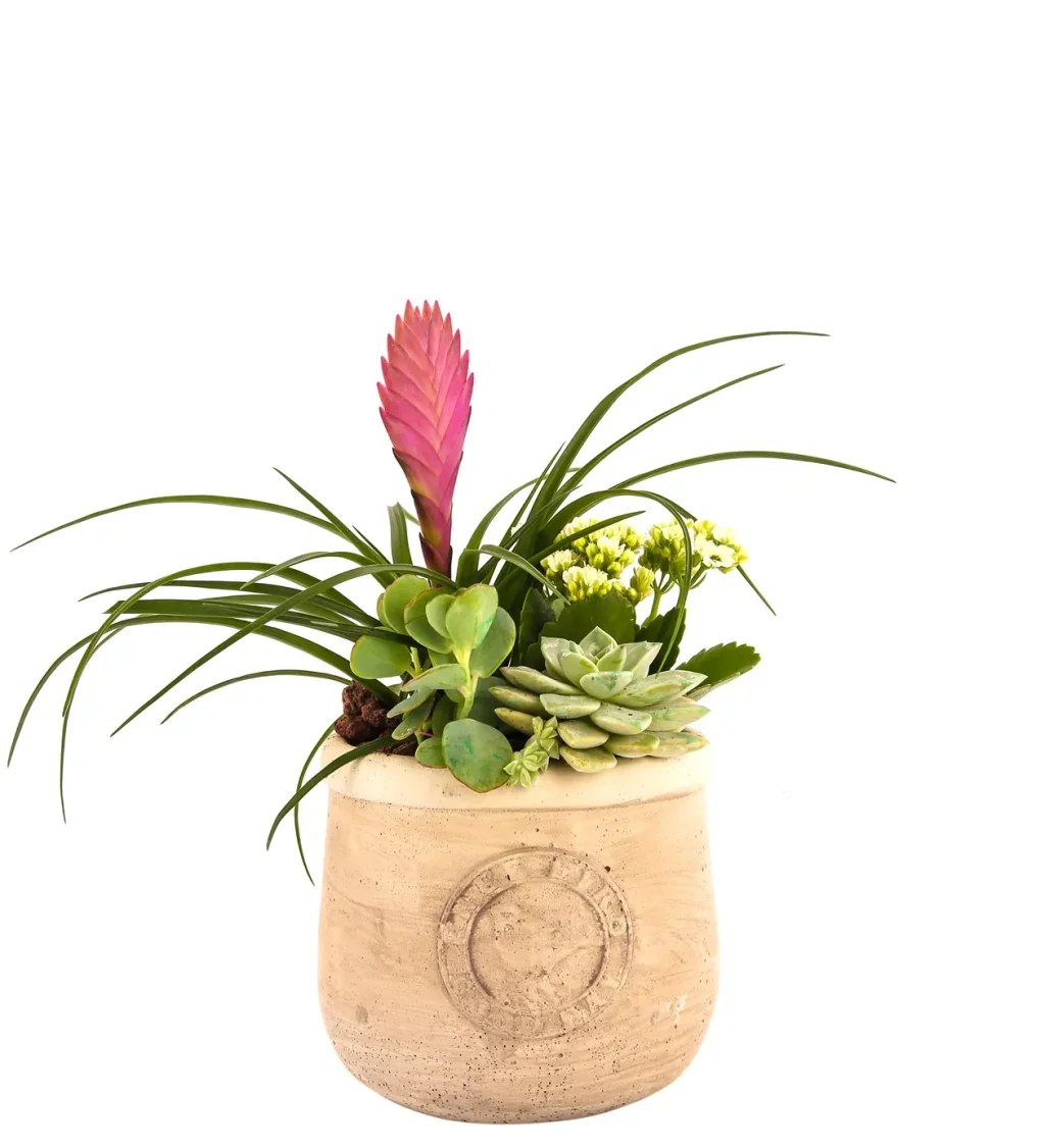 Green Bubbles Sukulent