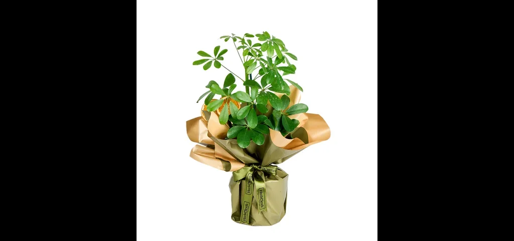 Şeflera Bitkisi (Schefflera)