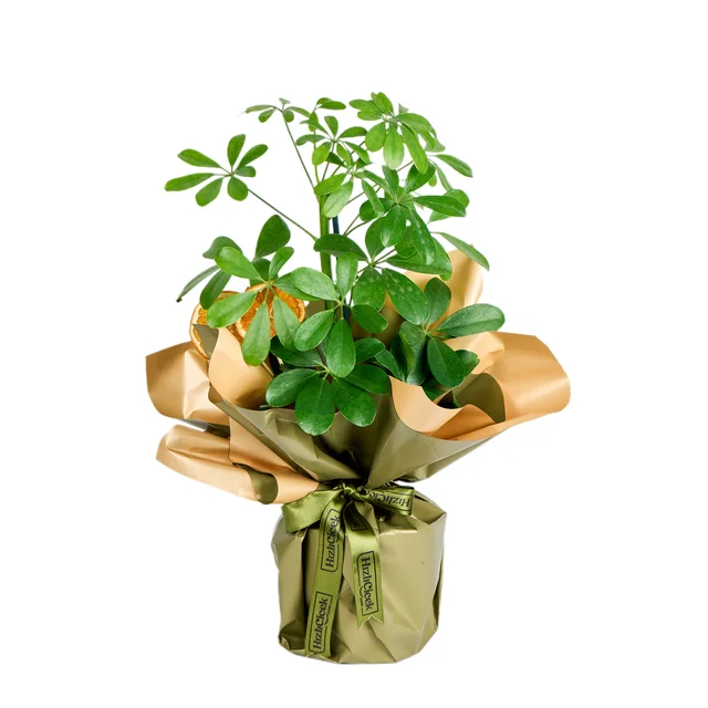 Şeflera Bitkisi (Schefflera)