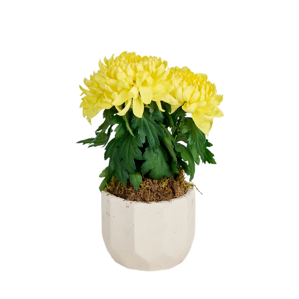 Saksılı Sarı Kasımpatı