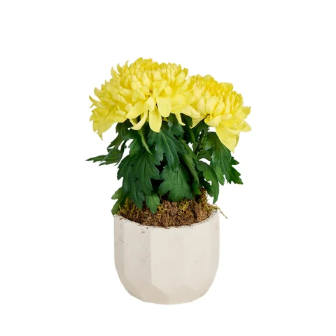 Saksılı Sarı Kasımpatı