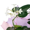 Madagaskar Yasemini - 2