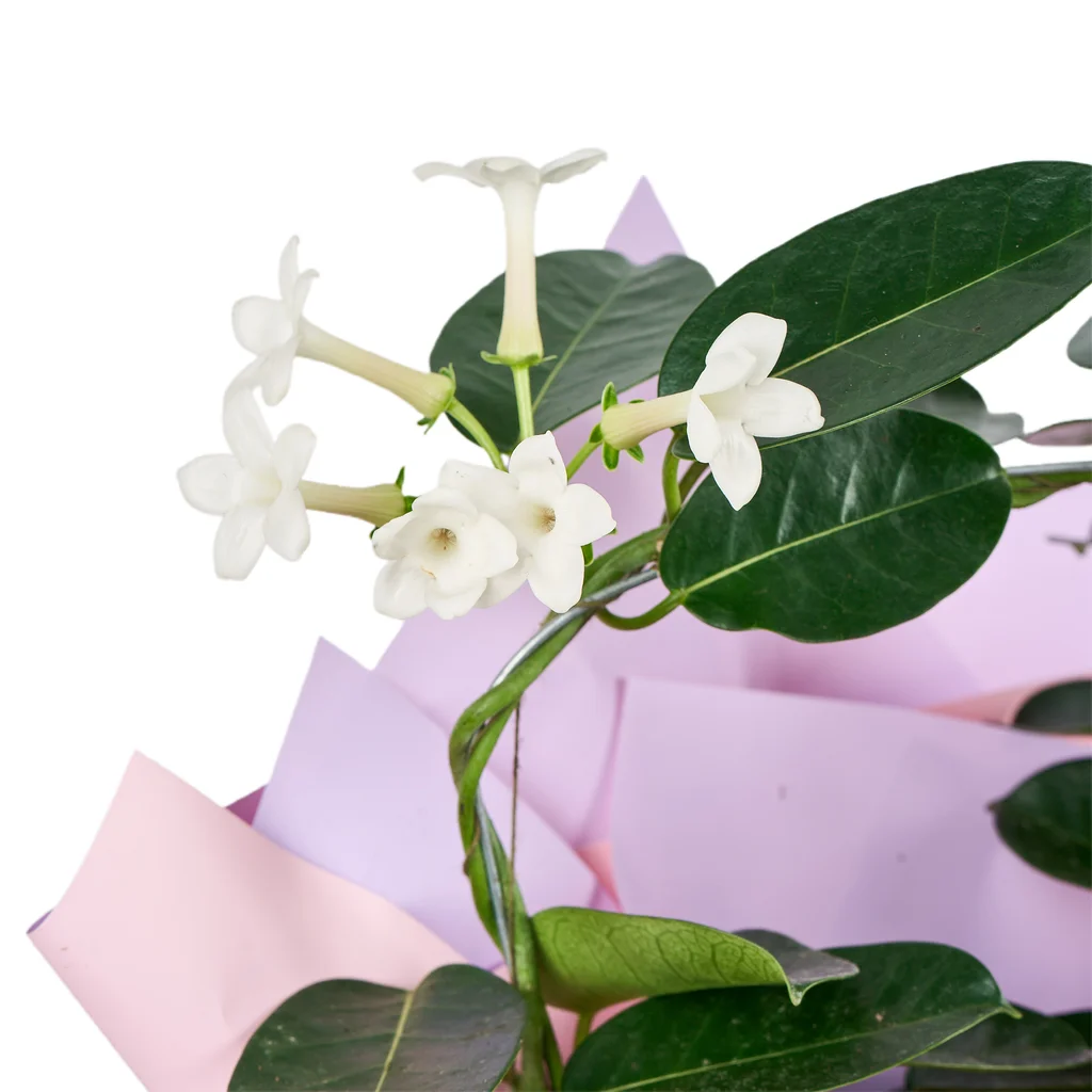 Madagaskar Yasemini - 3