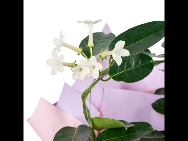 Madagaskar Yasemini - 2