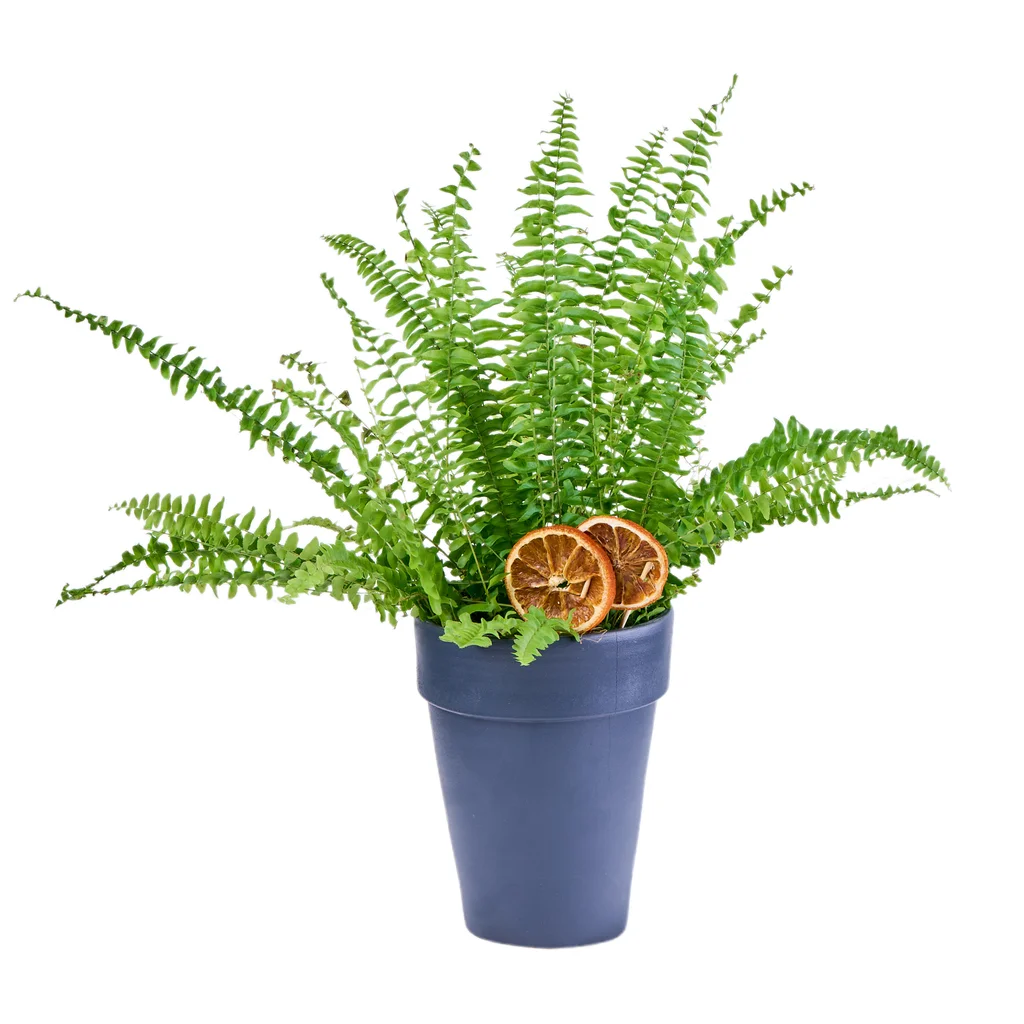 Saksıda Aşk Merdiveni (Fujer)