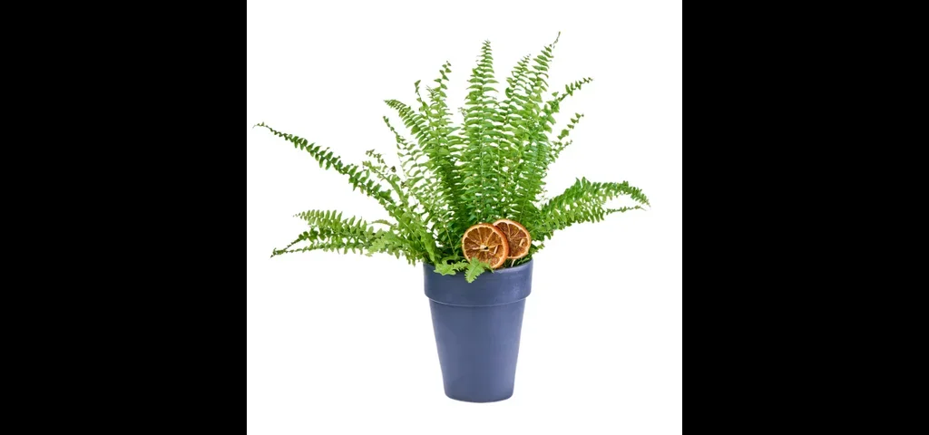 Saksıda Aşk Merdiveni (Fujer)