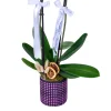 Amethyst White Orkide - 3