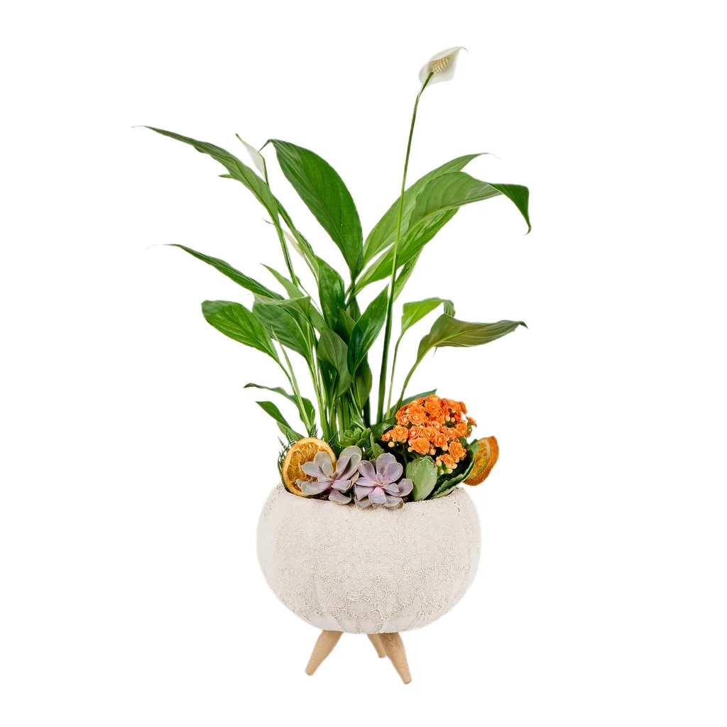 Premium Spatifilyum aranjmanı