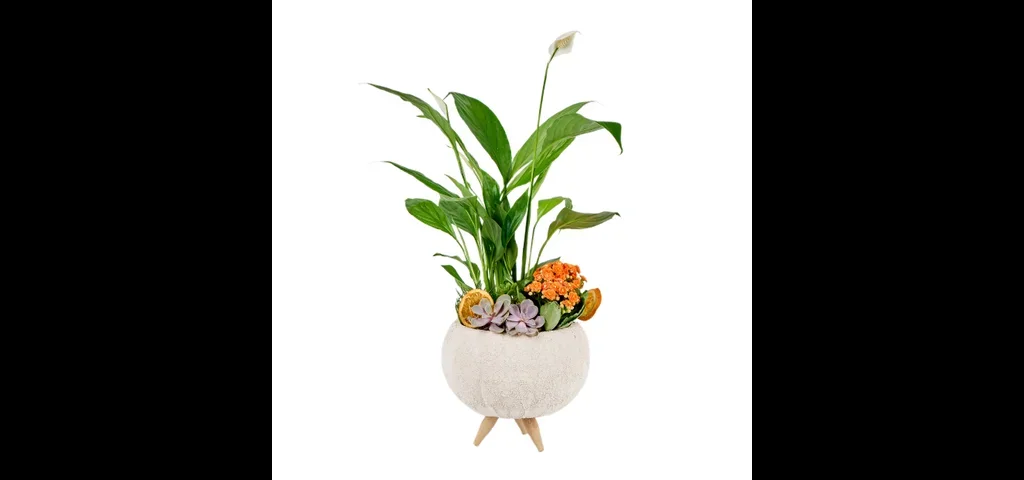 Turuncu Kalanchoe Aranjmanı