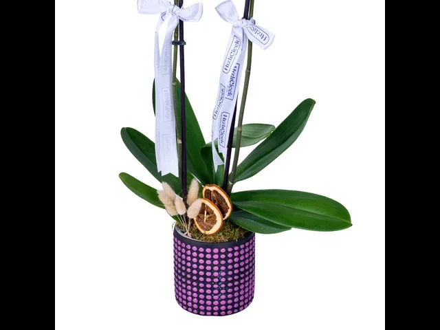 Amethyst White Orkide - 3