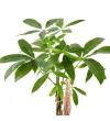 Para Ağacı (Pachira) - 50-60cm - 3
