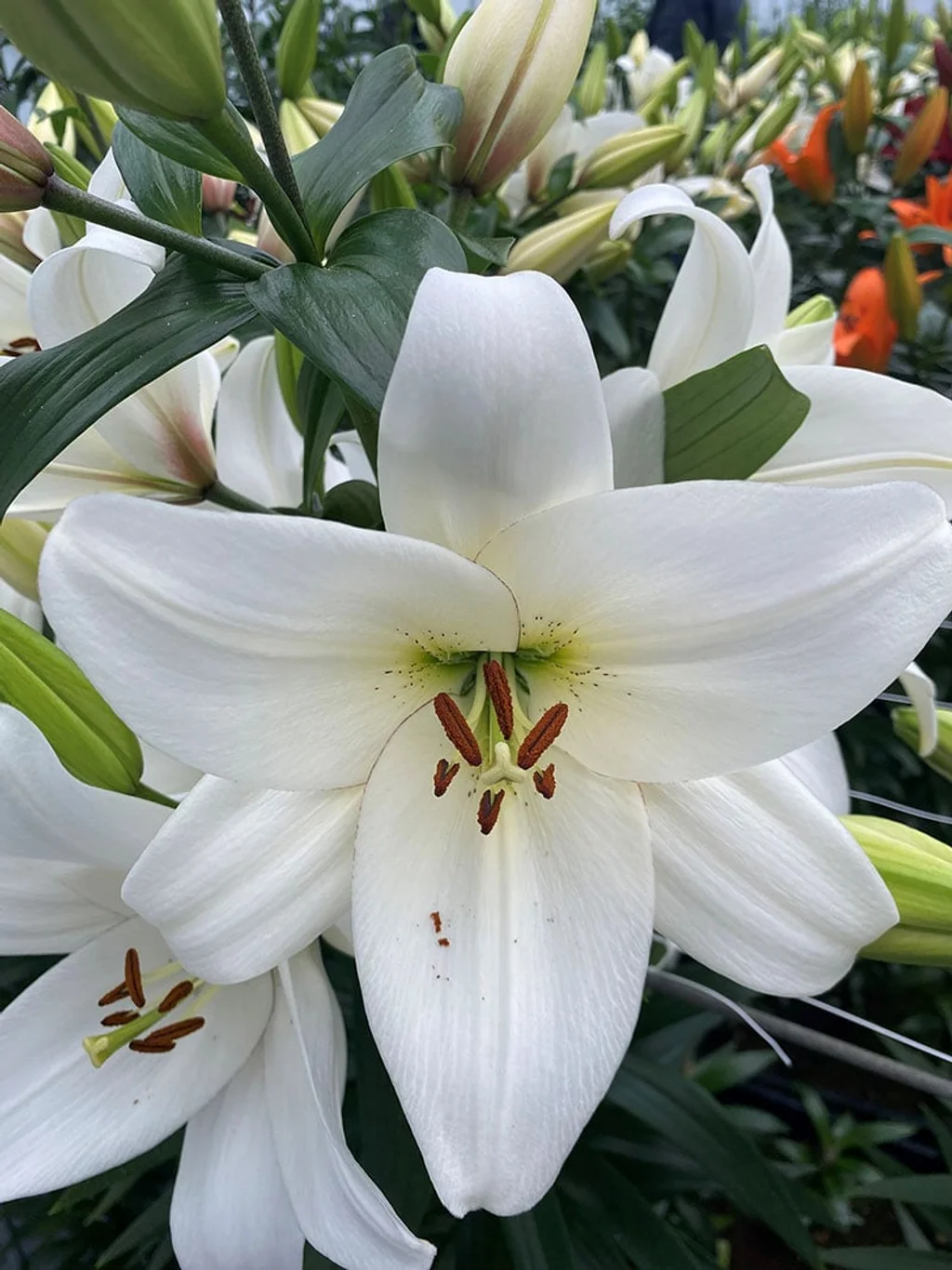 Lilyum Çiçeği Nedir?