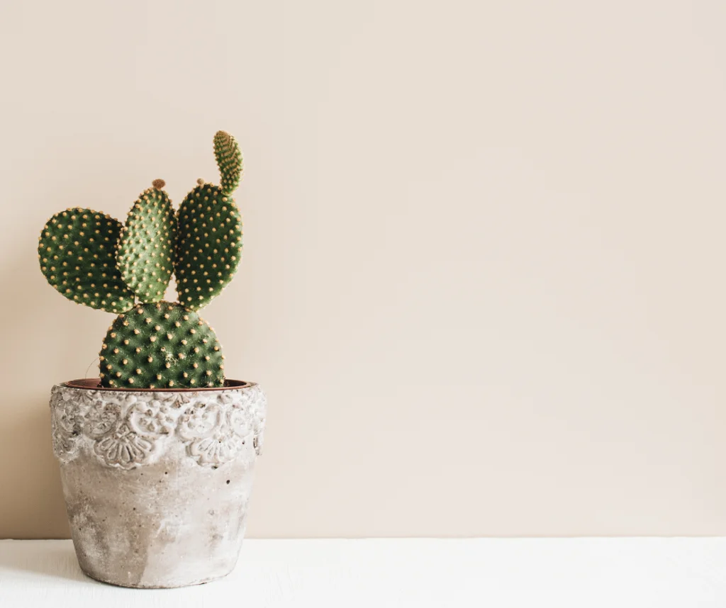 Kaktüs Bakımı: Az Su, Çok Güzellik