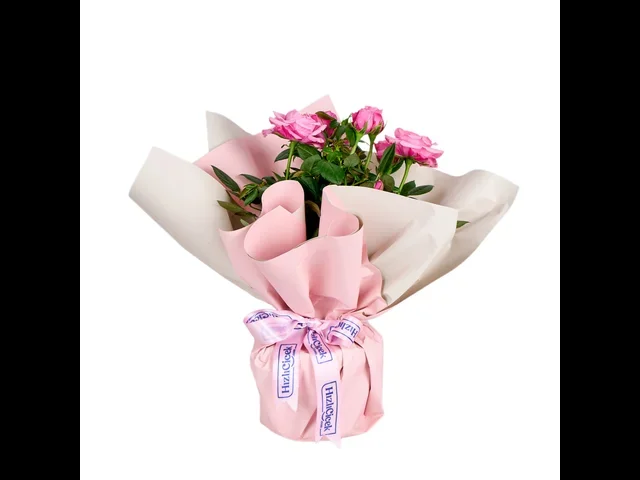 Pembe Gül Fidanı