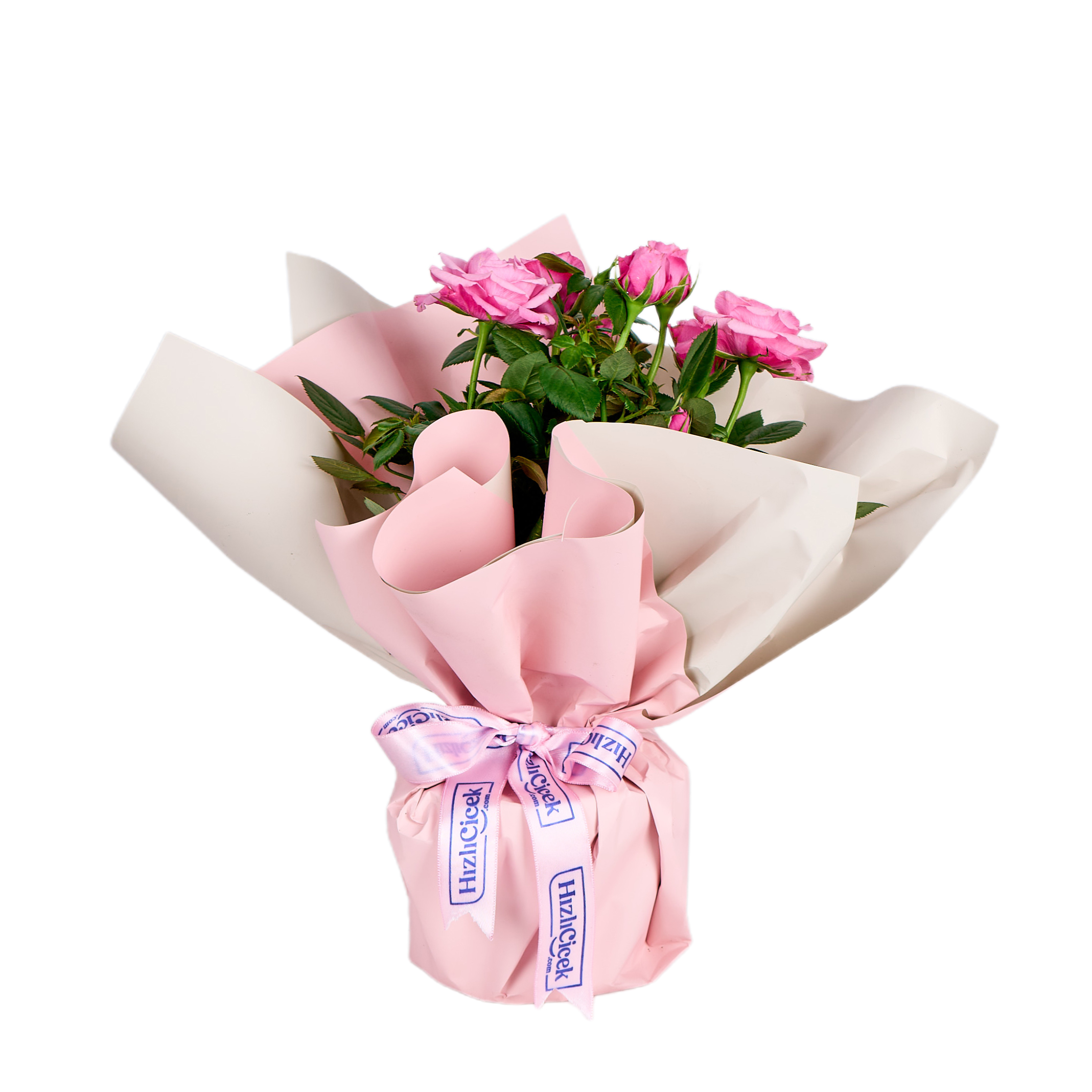 Pembe Gül Fidanı - 8