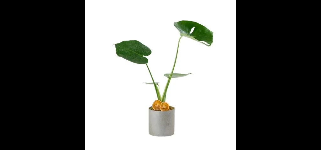 Deve Tabanı (Monstera Çiçeği)