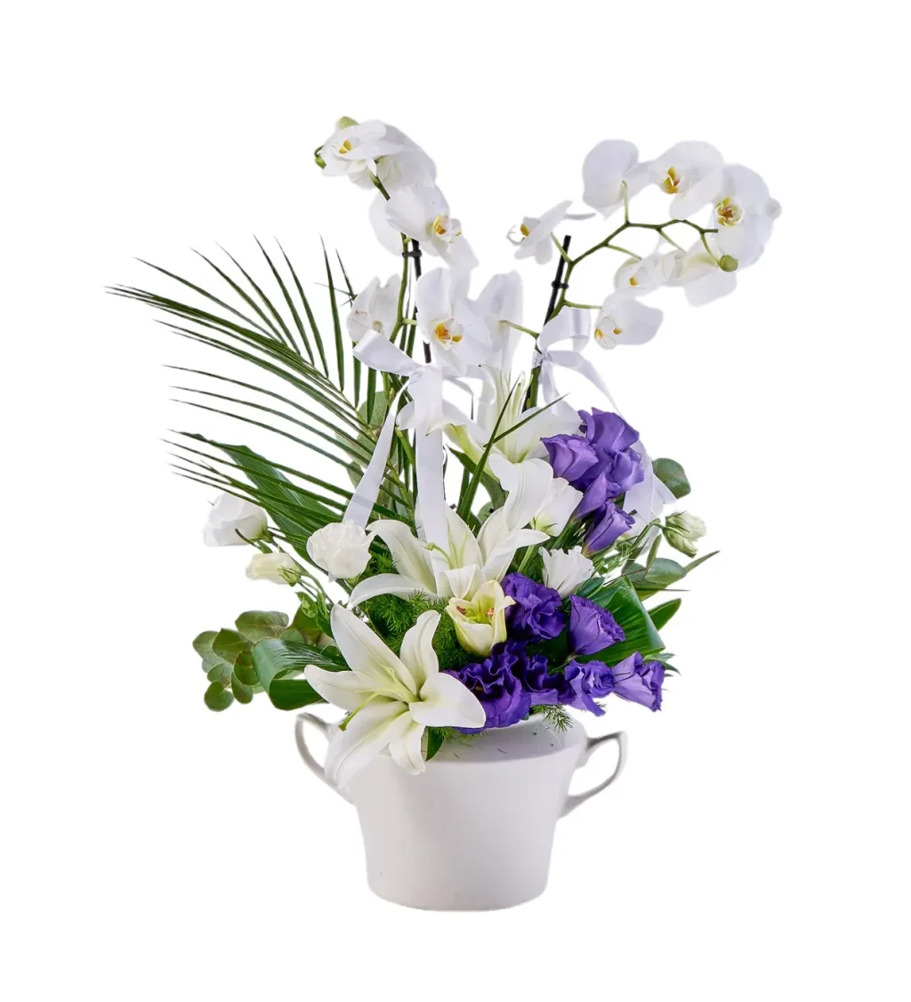 Premium Elegant Orkide