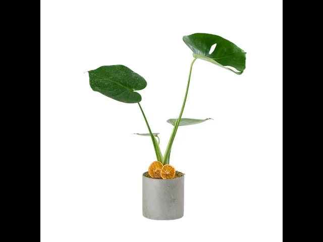 Deve Tabanı (Monstera Çiçeği)