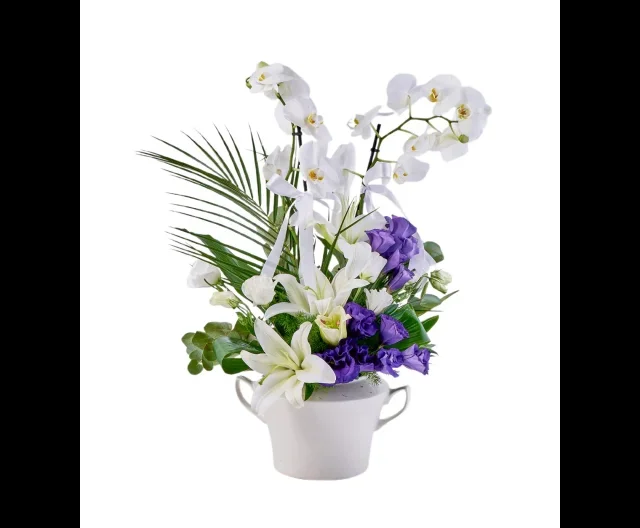 Premium Elegant Orkide