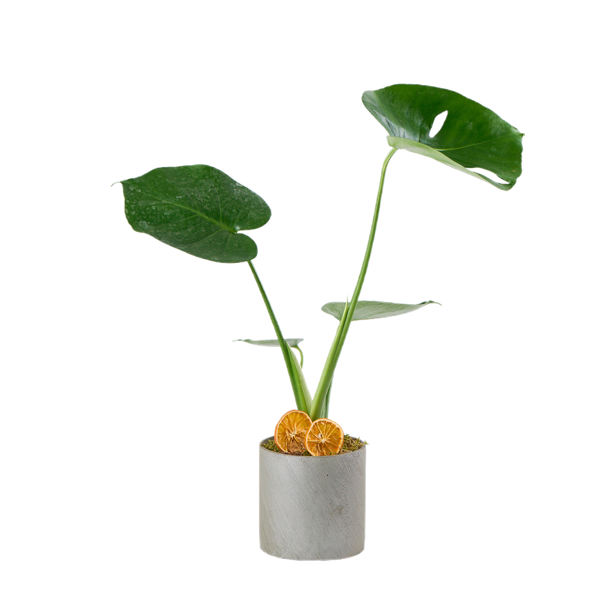 Deve Tabanı (Monstera Çiçeği) - 8