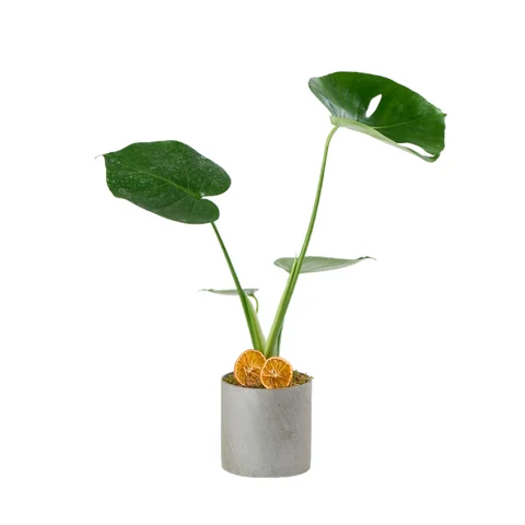 Deve Tabanı (Monstera Çiçeği)