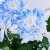 Saksıda Blue Kasımpatı - 3